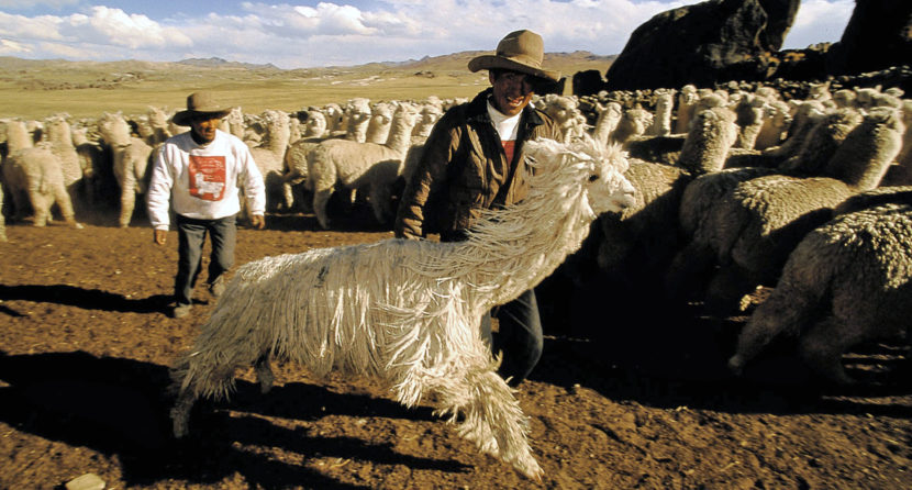 alpacas_slide2
